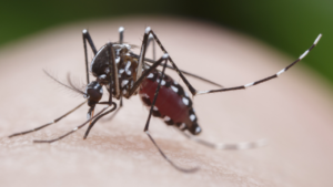 O mosquito aedes aegypti
