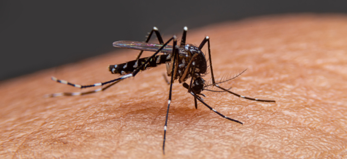 Mosquito Aedes aegypti, causador da arbovirose dengue.