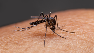 Mosquito Aedes aegypti, causador da arbovirose dengue.