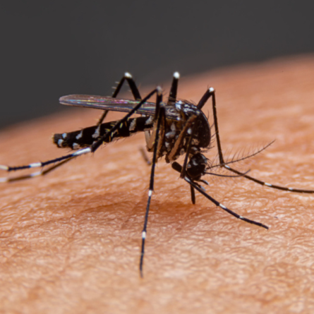 Mosquito Aedes aegypti, causador da arbovirose dengue.