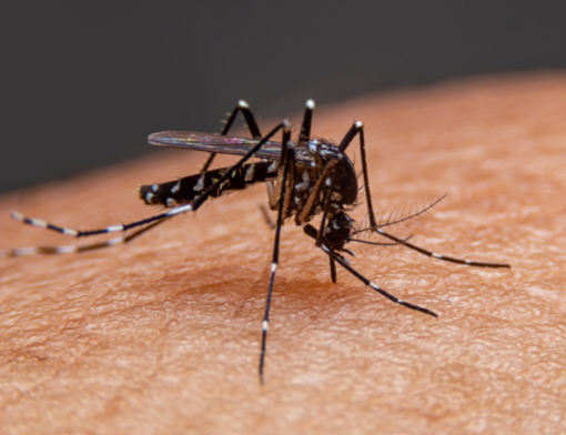 Mosquito Aedes aegypti, causador da arbovirose dengue.