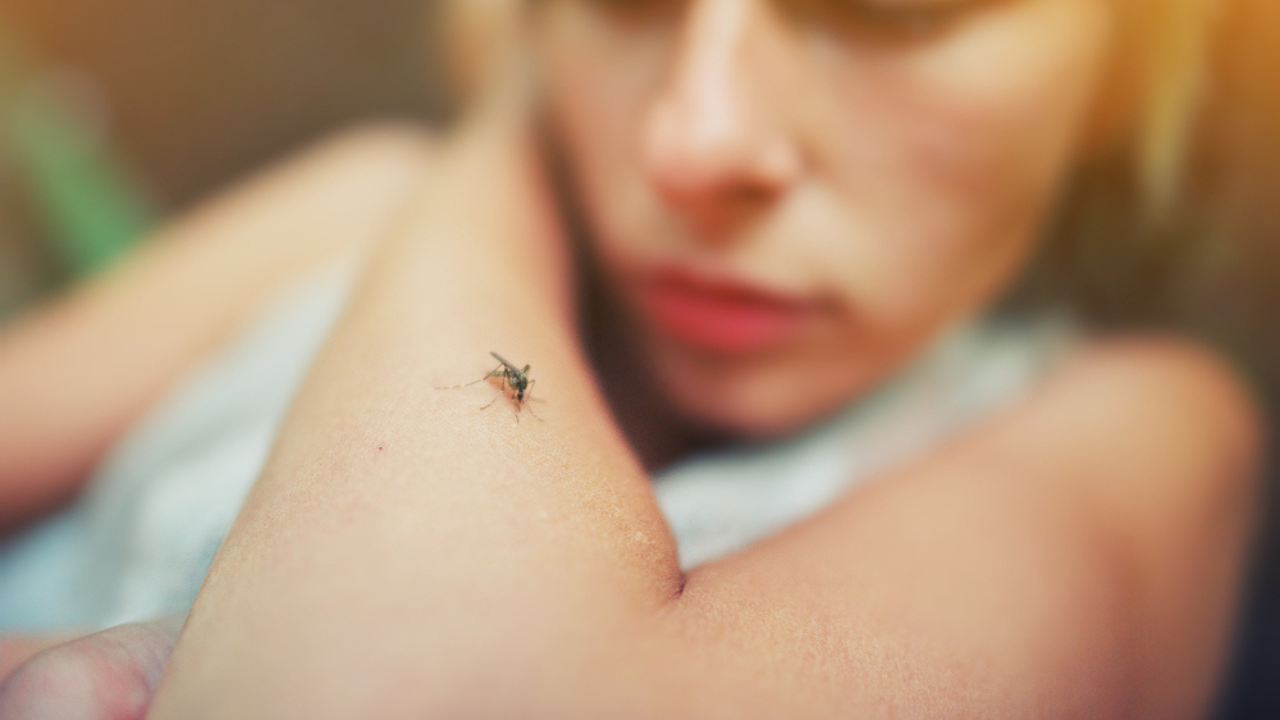 Uma jovem sendo infectada pela picada do mosquito Aedes aegypti.