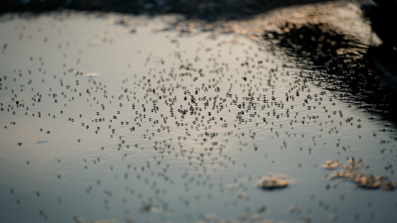 Água parada com vários focos de aedes aegypti