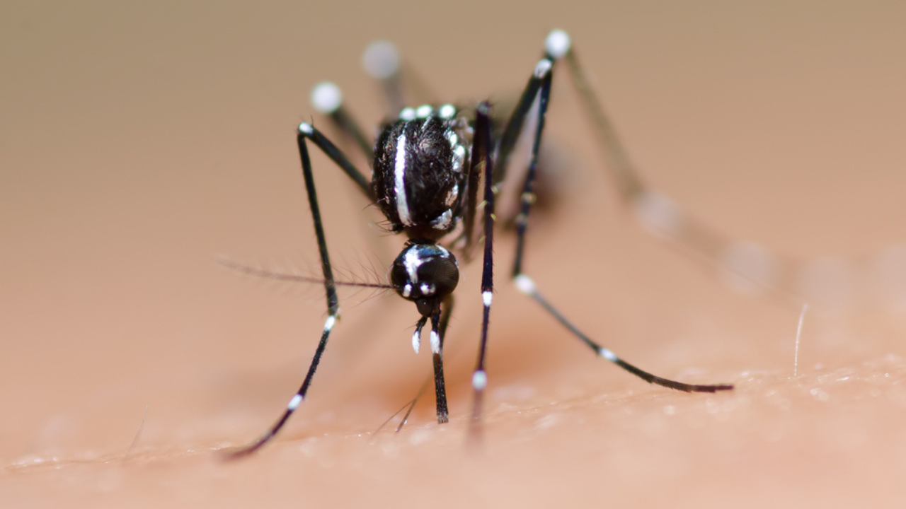 Mosquito aedes aedypti, transmissor da chikungunya