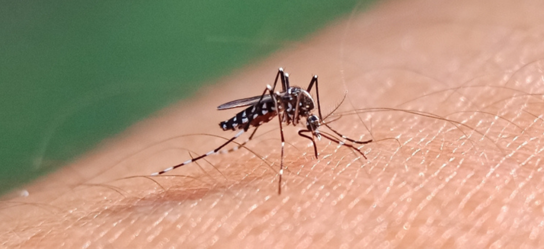 Aedes aegypti, agente transmissor da ZIKA, dengue e chikungunya