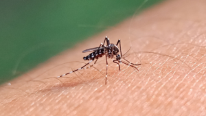 Aedes aegypti, agente transmissor da ZIKA, dengue e chikungunya