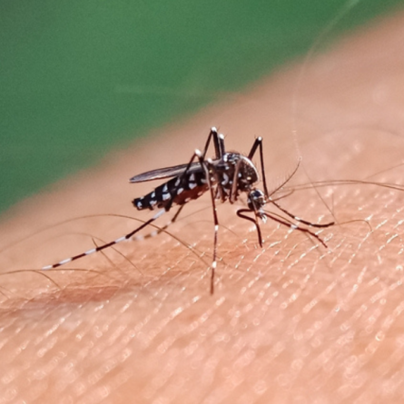 Aedes aegypti, agente transmissor da ZIKA, dengue e chikungunya