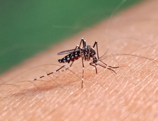 Aedes aegypti, agente transmissor da ZIKA, dengue e chikungunya