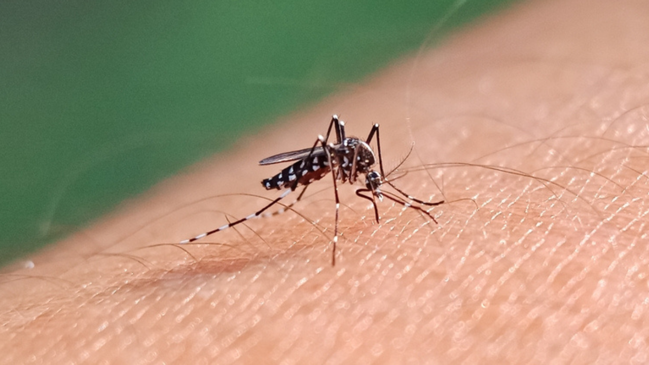 Aedes aegypti, agente transmissor da ZIKA, dengue e chikungunya