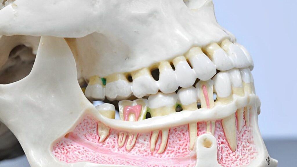 Estrutura mandibular e arcada dentária