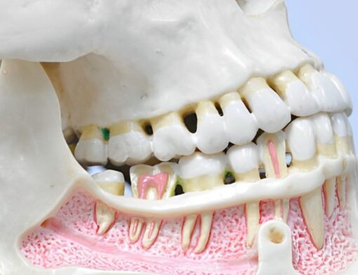 Estrutura mandibular e arcada dentária