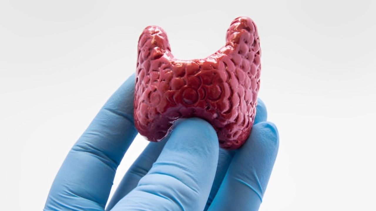 Imagem de estrutura de tireoide nas mãos de médico