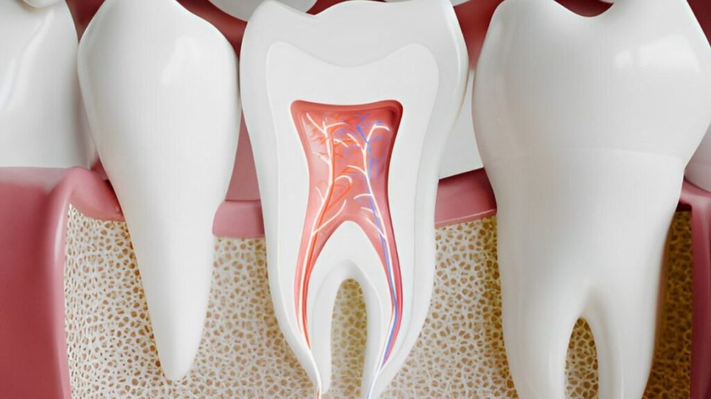 Ilustração mostrando estruturas da polpa do dente