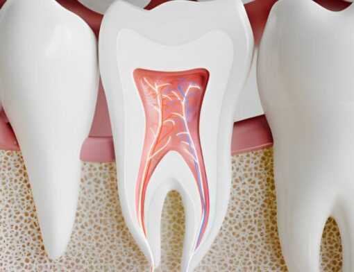 Ilustração mostrando estruturas da polpa do dente