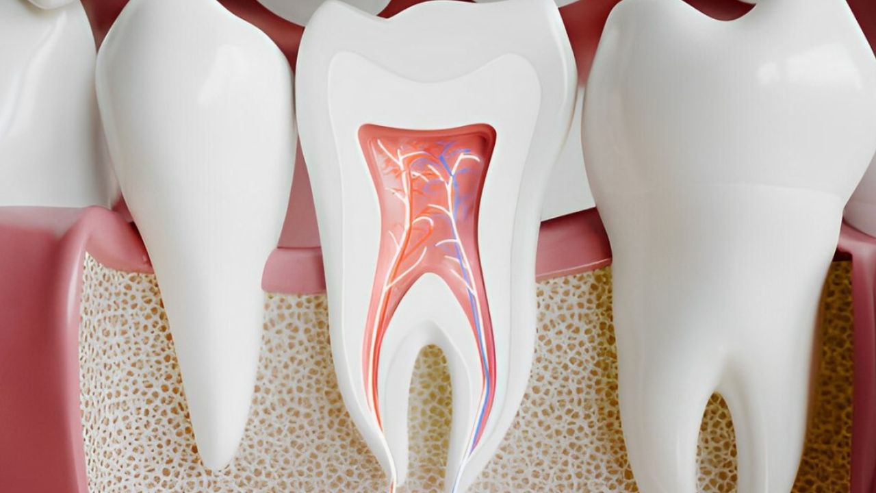 Ilustração mostrando estruturas da polpa do dente