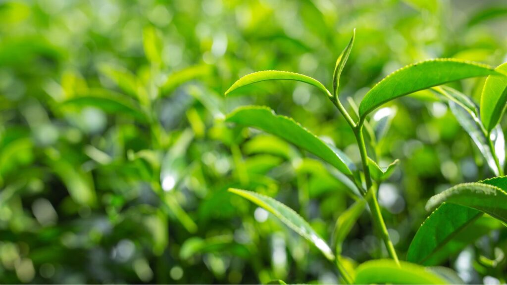 Benefícios da Ora-Pro-Nóbis